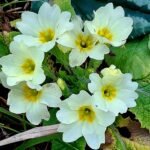 Fiori primaverili
