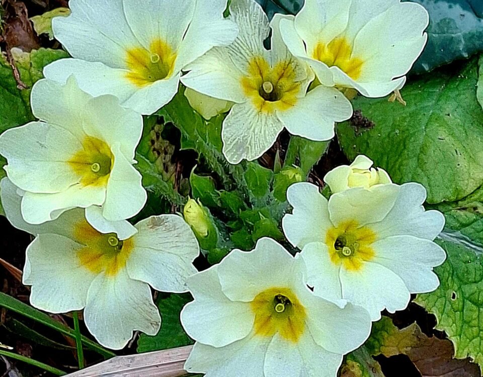 Fiori primaverili